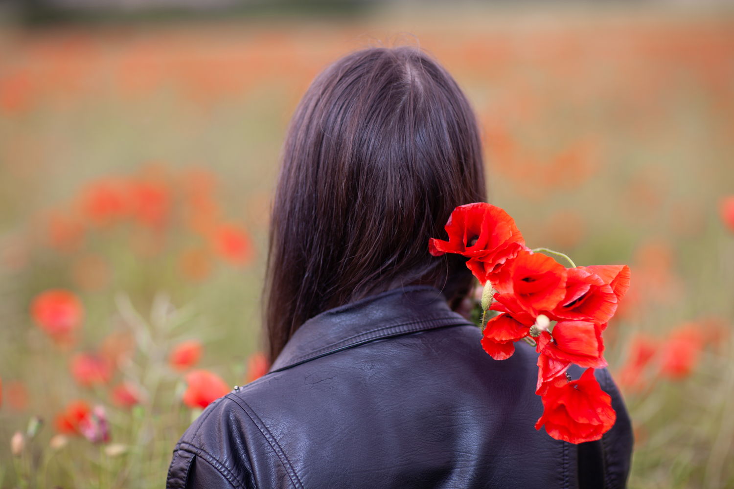 Poppy field, before